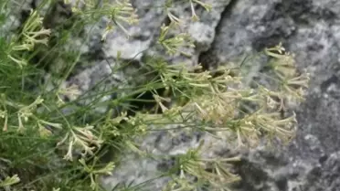 Küre Dağları'nda Yeni Bitki Türü Keşfedildi