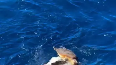 Küresel Sumud Filosu Caretta'yı Kurtardı
