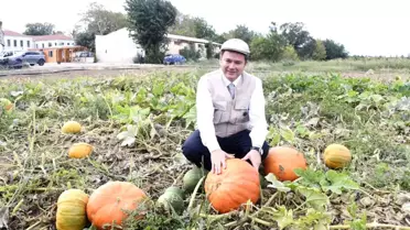 Osmangazi Belediyesi Organik Ürün Hasatına Devam Ediyor