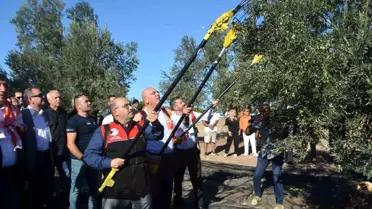 Ayvalık'ta Zeytin Hasadı Başladı