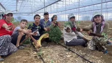 Aksu'da Güz Fide Dikimleri Başladı