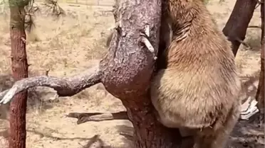 Bozayılar Doğada Mutluluğu Buluyor