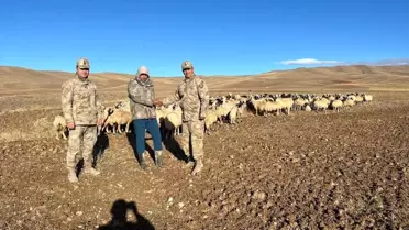 Erzincan'da 300 Koyun Drone ile Bulundu