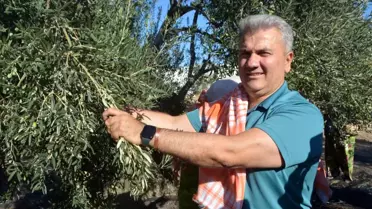 Ayvalık'ta Zeytin Hasadı ve AB Tescili Vurgusu