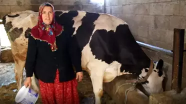 Belediyeden Aldığı İneklerle 17 Hayvana Ulaştı