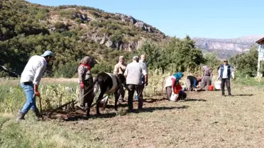 Hadim'de Geleneksel Patates Hasadı