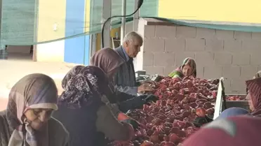 İnegöl'de Kadın Gücü ile Salça Üretimi