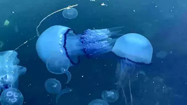 Marmara Denizi'nde Müsilaj ve Denizanası Sorunu Balıkçıları Zorluyor