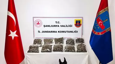 Şanlıurfa'da 7 kg Skunk Ele Geçirildi