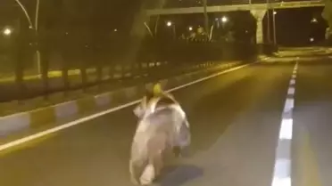 Tunceli'de kara yoluna inen bozayı kamerada