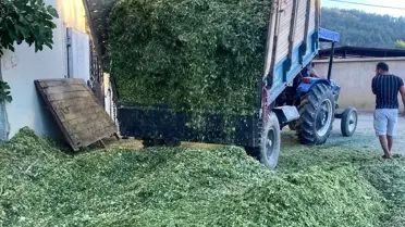 Sarıgöl'de Slaj Yem Hazırlıkları Başladı
