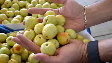 Demirci'de Hünnap Hasadı Başladı