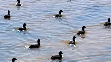 Erzincan'da Kuş Göç Rotaları İzleniyor