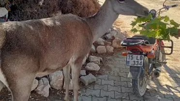 Kızılgeyik Kahvehaneye Girdi!