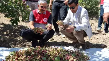 Adıyaman'da Antep Fıstığı Hasadı Başladı