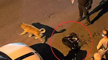 Altınordu'da Çöp Kamyonu Sokak Köpeğini Ezdi