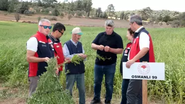 Bayramiç'te Makineli Susam Hasadı Yapıldı