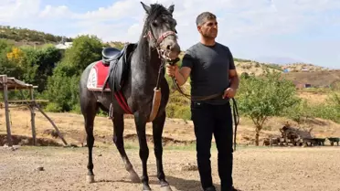 Elazığ'da Osmanlı Mirası Rahvan Atlar Yeniden Yetiştiriliyor