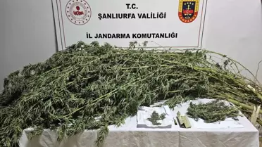 Şanlıurfa'da Uyuşturucu Operasyonu