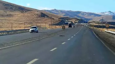 Van'da Yaban Hayvanları Yolda Can Verdi