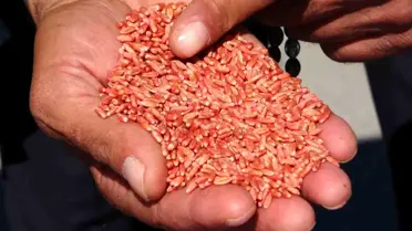 Van'da Sertifikalı Tohum Dağıtımı Projesi ile 11 Bin Çiftçiye Destek