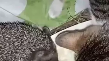 Kedilerle Kirpinin Tatlı Anlaşması