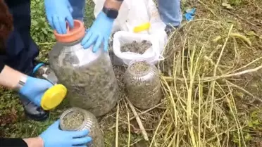 Samsun'da Fındık Bahçesinde Uyuşturucu Ele Geçirildi
