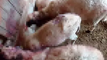 Kurtlar Ağılı Bastı, 8 Kuzu Telef Oldu