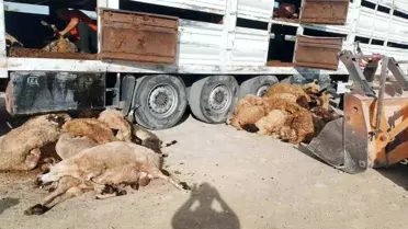 Konya'da Tır Kazası: 147 Hayvan Telef Oldu