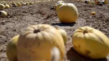 Nevşehir'de Kabak Çekirdeği Hasadı Yapıldı