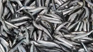Karadeniz'de Hamsi Zamanı