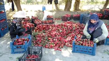 Kadınların Gücüyle 100 Ton Üretim