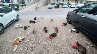 Kenan Aral'ın Kedilere Şefkati