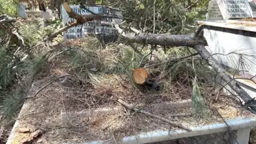 Buca Mezarlığı'ndaki Ağaç Budama Çalışmaları Mezarlara Zarar Verdi