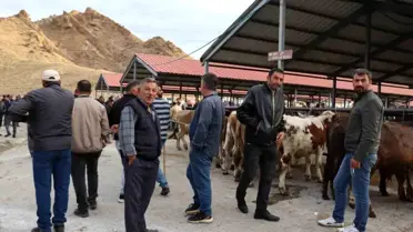 Oltu Canlı Hayvan Pazarı Yeniden Açıldı
