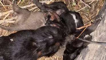 Zile'de Yavru Köpekler Açlıktan Öldü