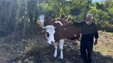 Cide'ye Süt Sığırcılığı Desteği