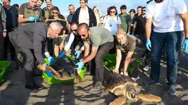 Caretta Carettalar Denize Bırakıldı