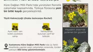 Tüylü Kekreçiçeği Türkiye Florasına Eklendi