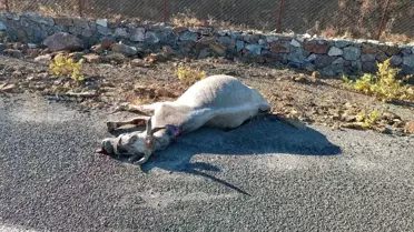 Elazığ'da otomobil ata çarptı