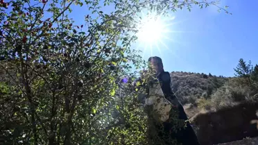 Gümüşhane'nin Şifalı Kuşburnu