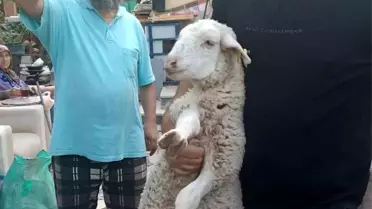 Kayıp Kuzu 2 Gün Sonra Sahibine Kavuştu