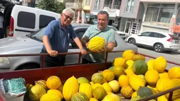 Kuruçay Kavunları Hasada Başladı