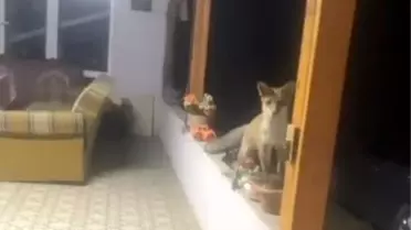 Tilki ile İlginç Diyalog