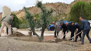 Baltacı Mehmet Paşa Anısına 100 Yıllık Zeytin Ağacı Dikildi