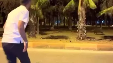 Domuzlar Çukurova Üniversitesinde Korkuttu