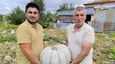 Şuhut'ta Balkabağı Hasadı Başladı