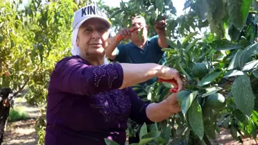 Kuraklık Mandalina Hasatını Vurdu