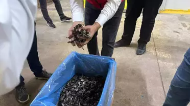 Saray'da Trüf Mantarları İhraç Ediliyor