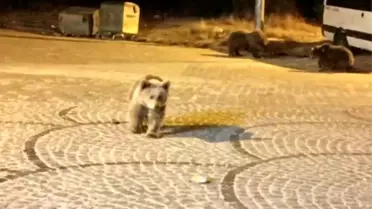 Uludağ'da Ayı Aileyle İlginç Karşılaşma